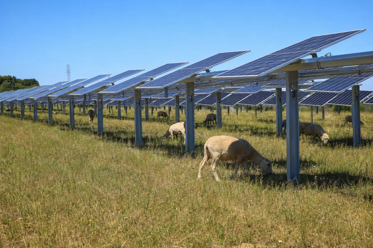 Agrivoltaïsme : impact écologique et bénéfices agricoles réels